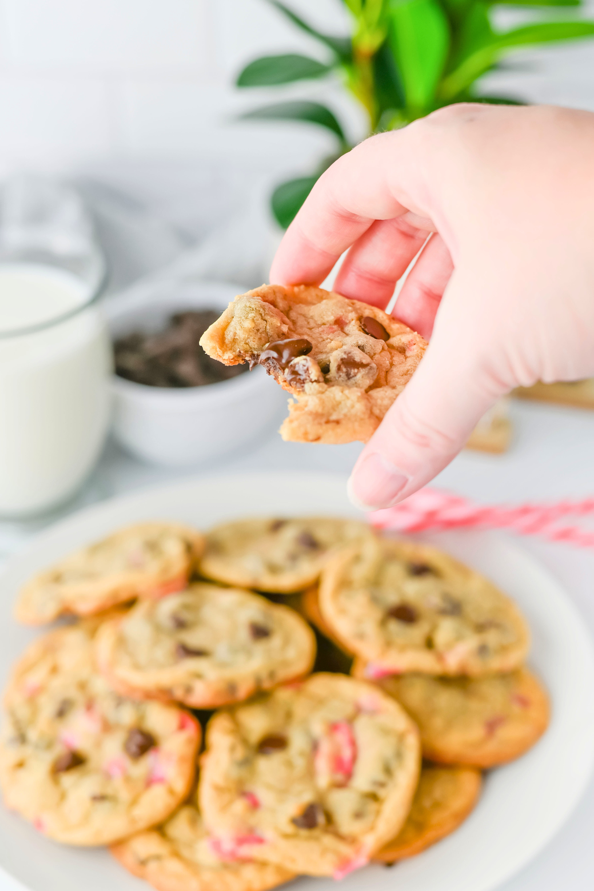 A hand holds a bitten chocolate chip cookie above a plate of cookies. In the background, there is a glass of milk and a bowl of chocolate chips on a white surface.